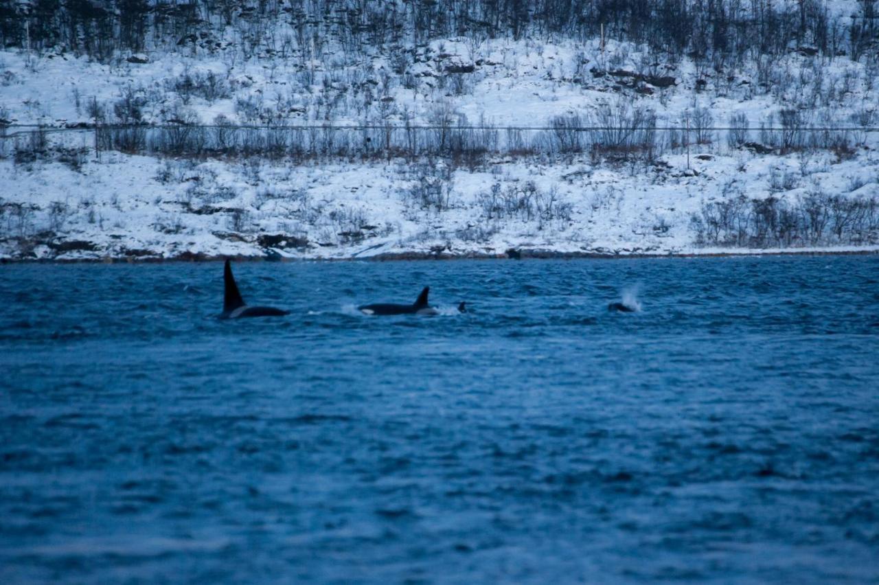 Tromso Compass North Kvaloya Apartments Kvaloysletta Zewnętrze zdjęcie